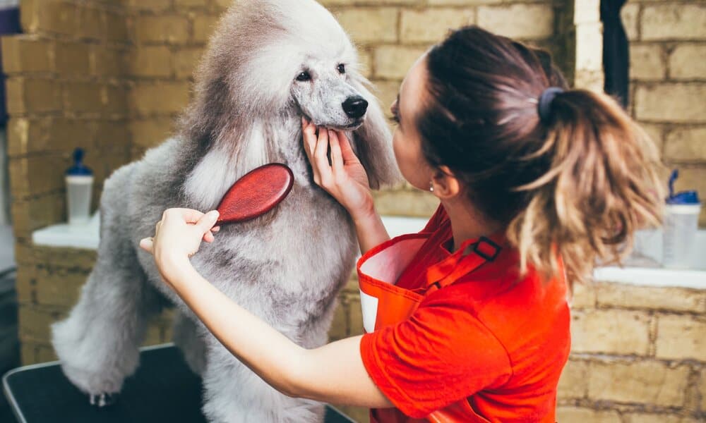 Lee más sobre el artículo Curso Peluqueria Canina: Los 5 Ideales para Nuestras Mascotas
