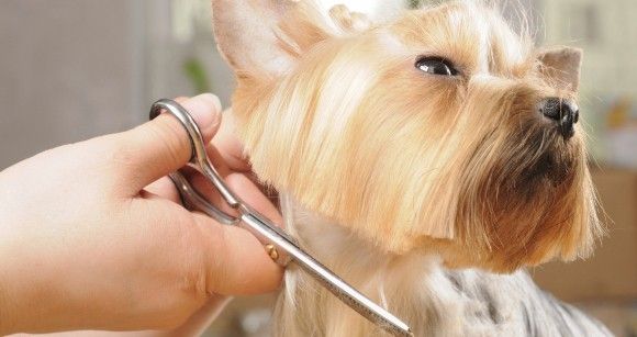 curso peluqueria canina