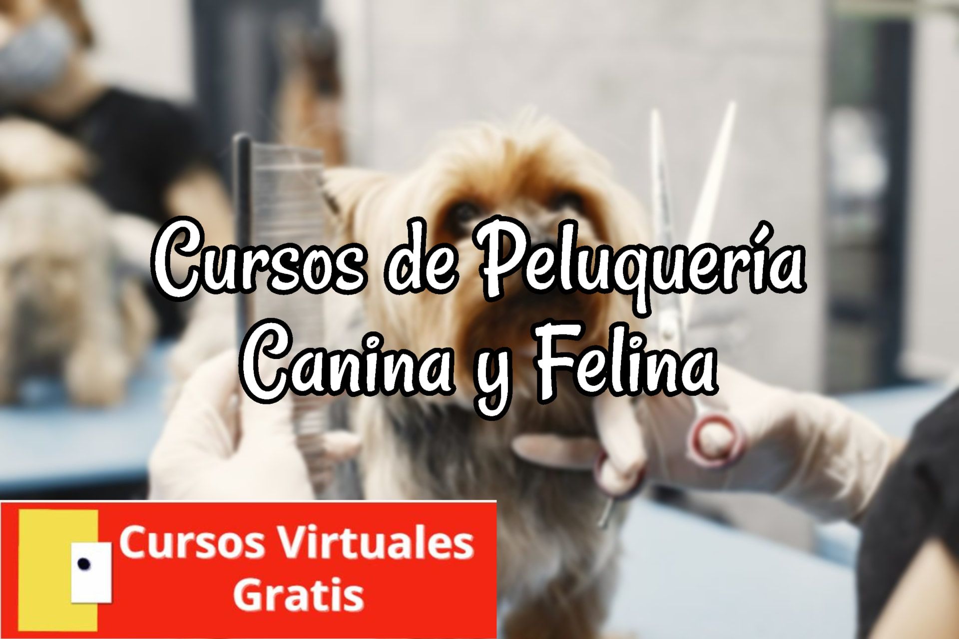 Lee más sobre el artículo Cursos de Peluquería Canina y Felina